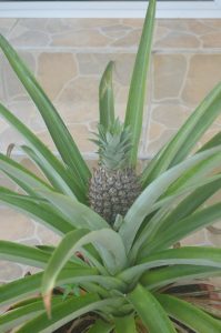 young pineapple growing