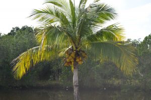 Coconut tree loaded